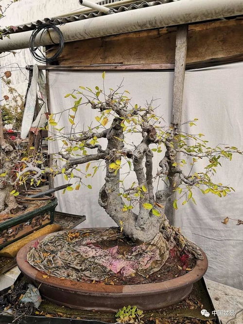 老驥伏櫪寫(xiě)春秋