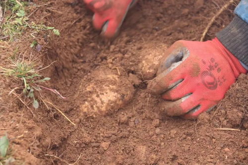 彝良農(nóng)副產(chǎn)品加工廠 走綠色發(fā)展道路 培育優(yōu)質(zhì)天麻品牌