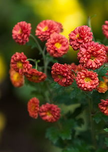 向老鳥(niǎo)學(xué)習(xí)學(xué)習(xí) 也拍拍菊花專(zhuān)輯 zmf老驥伏櫪