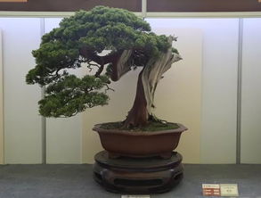 中國(guó)爵，盆景金銀獎(jiǎng)回看 伏櫪之志永存