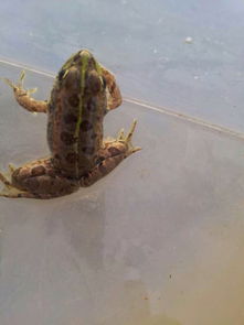 老驥伏櫪，志在千里——藍(lán)色力獅旅行版塔城游記